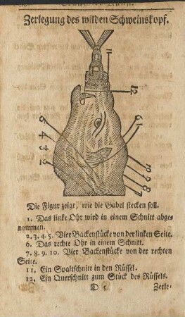 Zerlegung des wilden Schweinskopf.