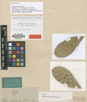Ficus tinctoria G.Forst. [type]