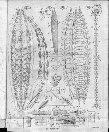 Tafel 9 : zur Isis Heft IV.1818