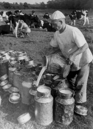 Landkreis Storman. 1940 wurde noch per Hand gemolken. Ein Melker gießt Milch in bereit stehende Kannen