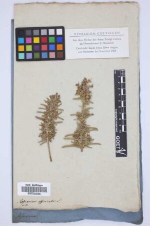 Rosmarinus officinalis L.
