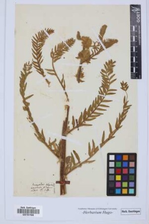 Astragalus