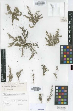 Euphorbia