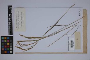 Bromus pinnatus L.