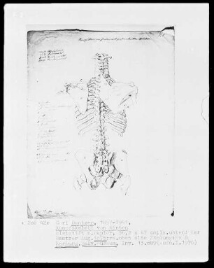 Anatomische Studien — Rumpfskelett von hinten, Folio 8