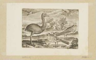 (Helm-) Kasuar und Finken, Blatt 3 der Folge "Vögel"
