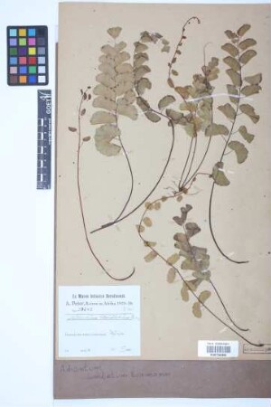 Adiantum lunulatum Burm.