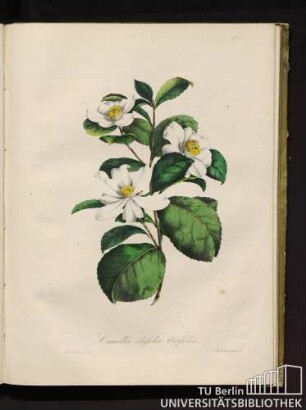Camellia j. olaifolia latifolia