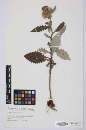 Carduus clavulatus Link