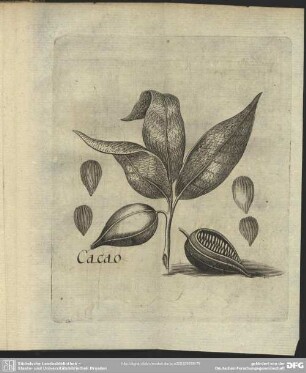 Cacao