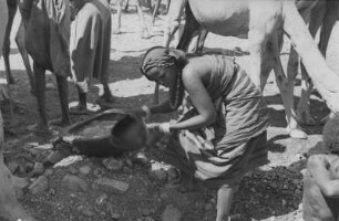 Kamele an einer Tränke : Kamele an der Tränke Bogol Magno in der Dornbuschsavanne. Eine Frau scheint Wasser aus dem Wasserloch zu schöpfen.