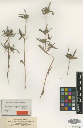 Spermacoce compacta Hochst. ex Hiern [isotype]