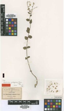 Eupatorium scordioides A.Gray
