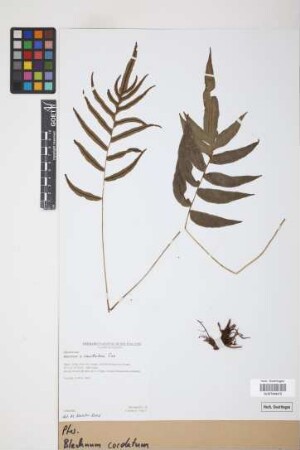Blechnum cordatum (Desv.) Hieron.