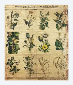 Schreiber's große Wandtafeln der Naturgeschichte der Pflanzen