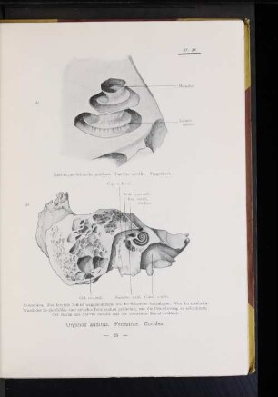 47. Knöcherne Schnecke geöffnet. Lamina spiralis. Vergrößert.