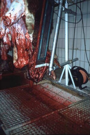 Fotografie: Tieridentifikation, Implantat, Transponder