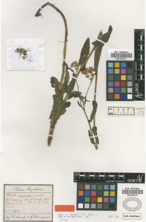 Conyza chilensis Spreng. var. Griseb. auriculata[syntype]