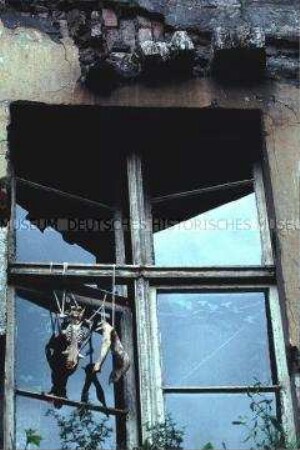 Wildschwein-Knochen am Fenster