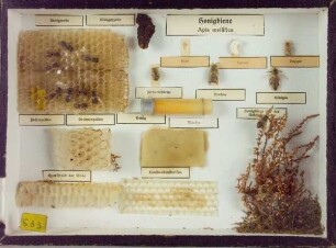 Honigbiene, Apis mellifica