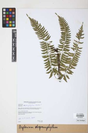 Asplenium drepanophyllum Kunze