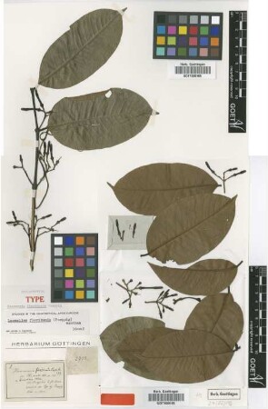 Hancornia floribunda Poepp. [isolectotype]