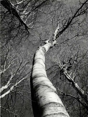 Baum von unten, Wintersonne