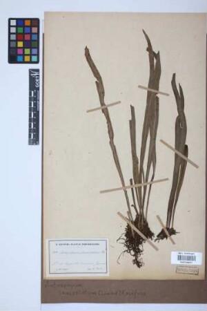 Antrophyum lanceolatum (L.) Kaulf.