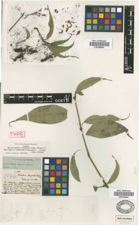 Dianthera harpochiloides Griseb. [holotype]