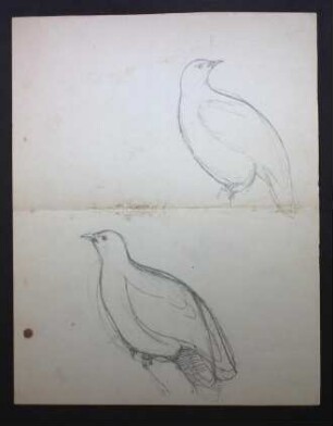 Skizzen mehrerer Hühnervögel