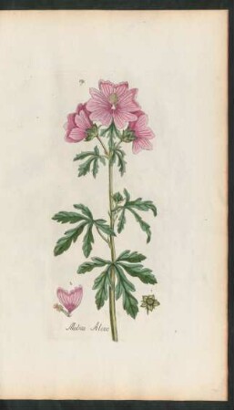 191. Malva Alcea