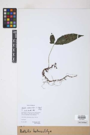 Bolbitis heteroclita (C.Presl) Ching