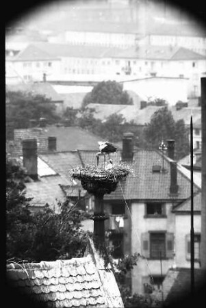 Freiburg: Blick vom Turm der Universität auf ein Storchennest auf der Universitätsbibliothek