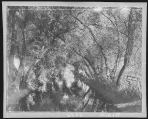 Hanford. Irrigation Ditch, near Hanford, Cal.