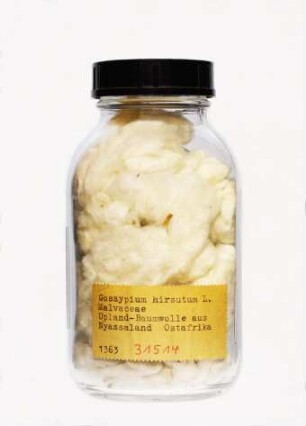 Gossypium hirsutum L. aus Malawi