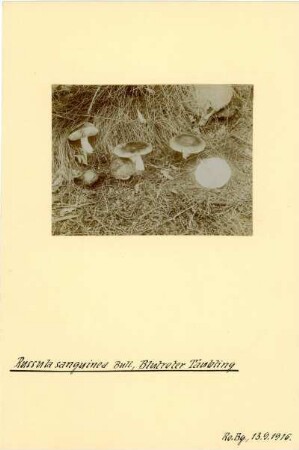 Edel-Reizker : Edel-Reizker (Lactarius deliciosus Linnaeus), auch Kiefern-Blutreizker genannt.