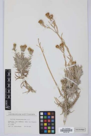 Carlina xeranthemoides L.f.