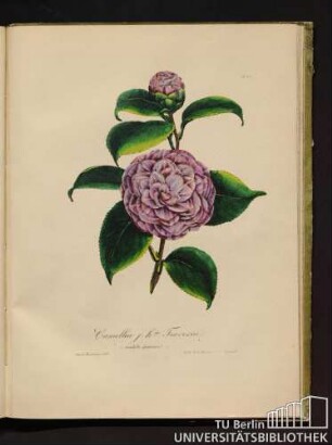 No. 40. Camellia j. h. da Traversii