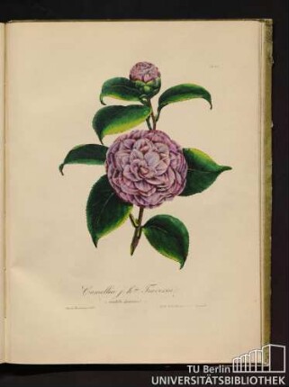 No. 40. Camellia j. h. da Traversii