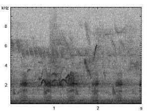 Stockente | Anas platyrhynchos - Ruf