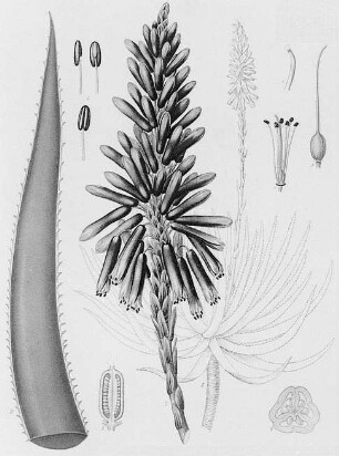 Aloe (Aloe vera), farbig : Geographie | Wirtschaftsgeographie | Reizmittel, aetherische Öle und Duftstoffe liefernde Pflanzen | Tabak, Arzneipflanzen und Ölpflanzen