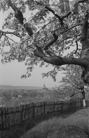 Blick auf ein thüringisches Dorf. Im Vordergrund ein blühender Baum