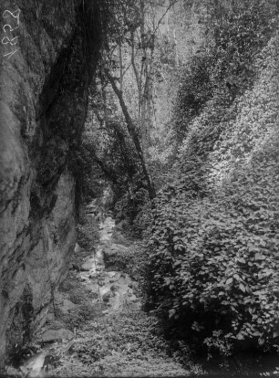 Bach : Bach in einer Schlucht im Ruwenzori-Gebirge