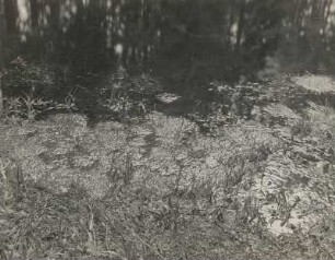 Grasfrosch (Rana temporaria L.), Laichplatz mit Laich
