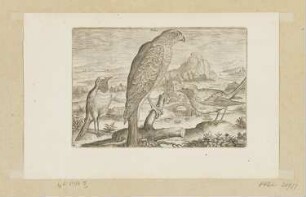 Falke und Rotkehlchen, Blatt 4 der Folge "Vögel"