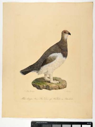 Fetrao Lagopus. Linn. Mas. Das weiße Waldhuhn im Sommerkleide. - Moorschneehuhn. Lagopus lagopus; mas. - Zeichner: Johann Mathias Hergenröder; Stecher: Johann Carl Bock