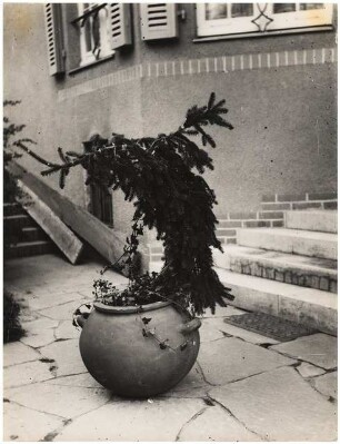 Garten Schröder, Potsdam-Sacrow: Kübelpflanzung