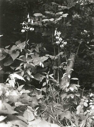 Türkenbund (Türkenbundlilien, Lilium martagon). Osterzgebirge, Sattelbergwiesen