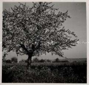 Schafhof, Obstbau, Apfelbaum in Vollblüte, "Gewürzluiken"