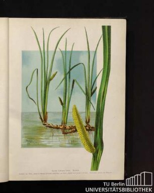 Acorus Calamus Linné. Kalmus.